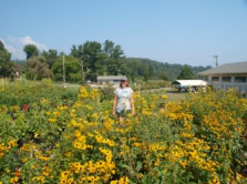 sunflowers in field