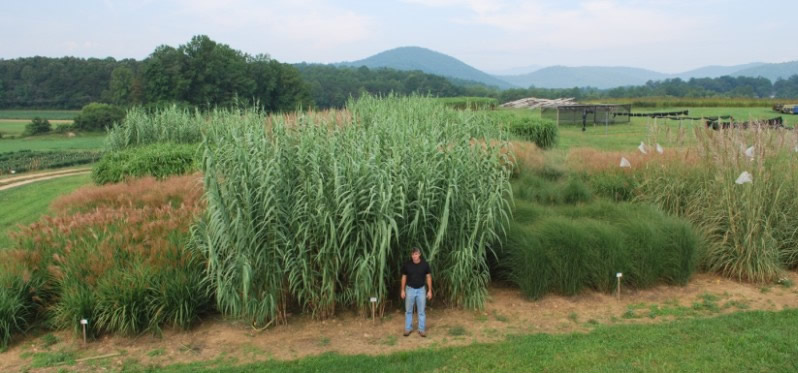 bioenergy crops research plots