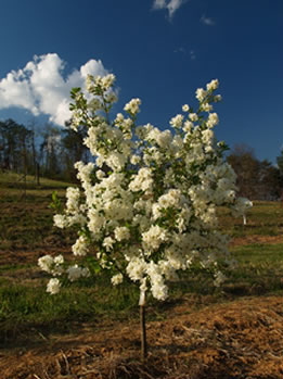 'Blizzard' Pearlbush tree