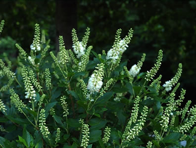 Crystalina Summersweet Clethra