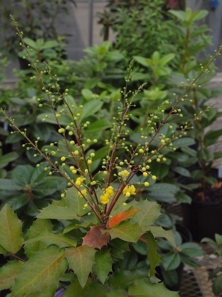 'JC Raulston' Mahonia Flower Spike