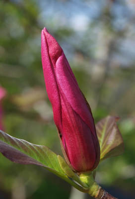 Mercury™ Magnolia flower bud close-up