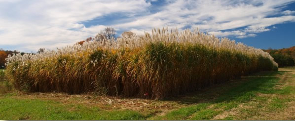 tall grass