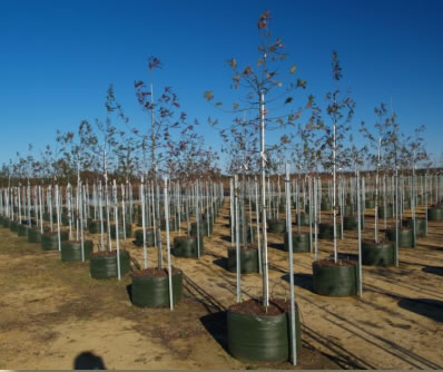 trees in pots