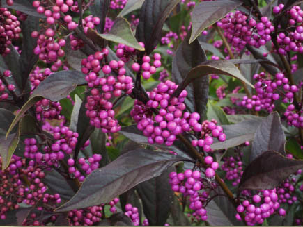 Pearl Glam™ Beautyberry
