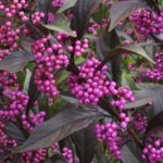 bright violet pearls with green/dark purple foliage