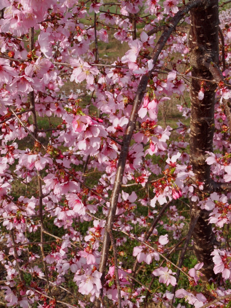 Pink Cascade™ Flowering Cherry Nc State Extension