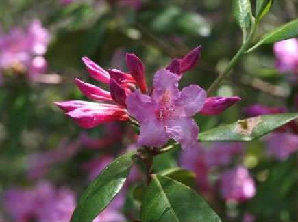 Southern Cerise Rhododendron