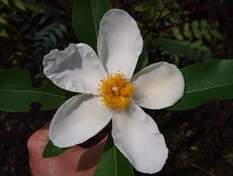 'Sweet Tea' Mountain Gorlinia