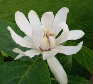 Venus Sweetshrub