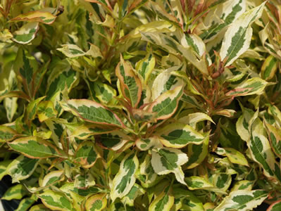 'Sunset' Weigela