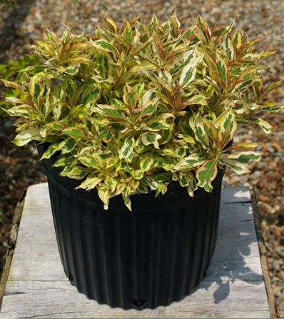 'Sunset' Weigela in pot