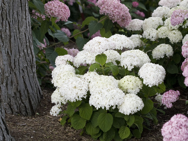 Invincibelle Wee White® white blooms in landscape