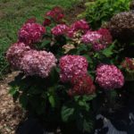 Invincibelle™ Ruby Mountain Hydrangea blossoms