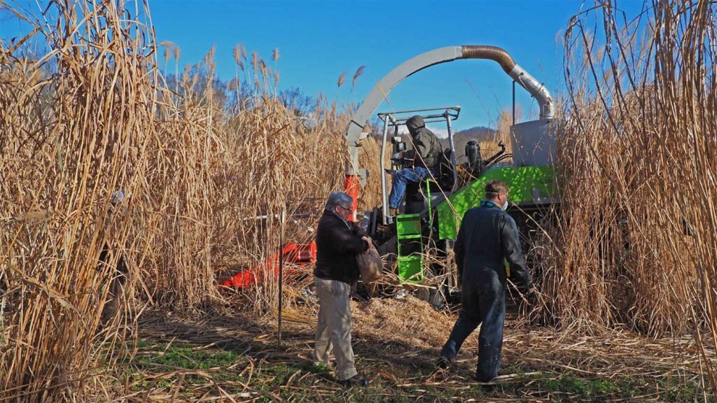 Darren Touchell, Nathan Lynch, and Jeremy Smith harvesting Miscanthus with Wintersteiger forage chopper.